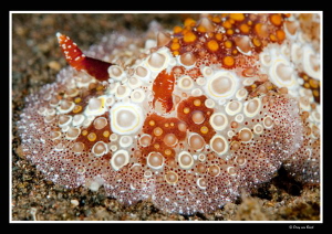 Close up nudi with +10 diopter by Dray Van Beeck 
